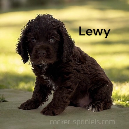 puppy, for, sale, Cocker Spaniel, Joe & Cherri  Overlease, dog, breeder, Miller, MO, dog-breeder, puppy-for-sale, forsale, nearby, find, puppyfind, locator, puppylocator, aca